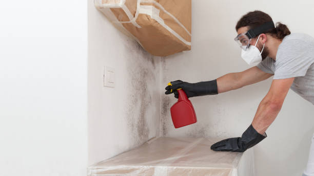 Professional Basement Mold Remediation technician working in Westmont, NJ