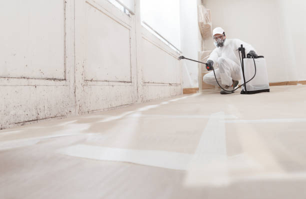 24/7 Emergency Basement Mold Remediation experts in Westmont, NJ