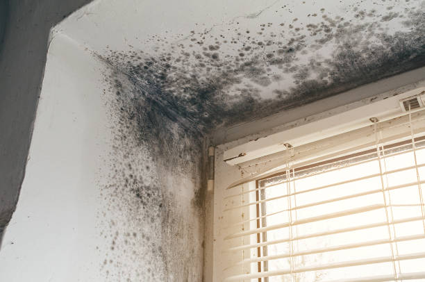 Affordable Basement Mold Remediation solutions in Westmont, NJ